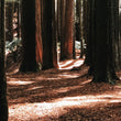 Load image into Gallery viewer, The Californian redwoods on Hike & Seek 12 Apostles, Otways & Great Ocean Road day tour