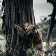 Load image into Gallery viewer, A koala climbing a tree on Hike & Seek 12 Apostles, Otways & Great Ocean Road day tour
