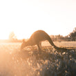 Load image into Gallery viewer, A Kangaroo eating grass on Hike & Seek 12 Apostles, Otways & Great Ocean Road day tour