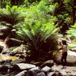 Load image into Gallery viewer, Private Tour - Yarra Valley & Dandenong Ranges Day Tour