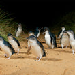 Load image into Gallery viewer, Little Penguins walk up the sand at Phillip Island Hike & Seek