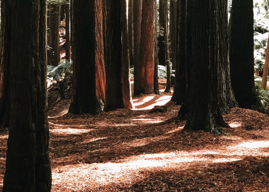The Californian redwoods on Hike & Seek 12 Apostles, Otways & Great Ocean Road day tour