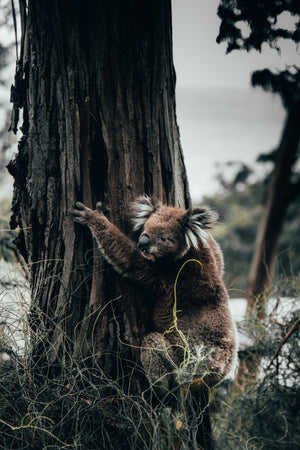 A koala climbing a tree on Hike & Seek 12 Apostles, Otways & Great Ocean Road day tour