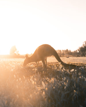 A Kangaroo eating grass on Hike & Seek 12 Apostles, Otways & Great Ocean Road day tour