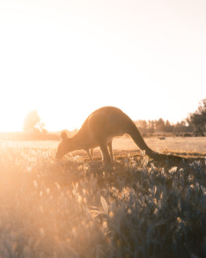 Private Tour - The Grampians Day Tour