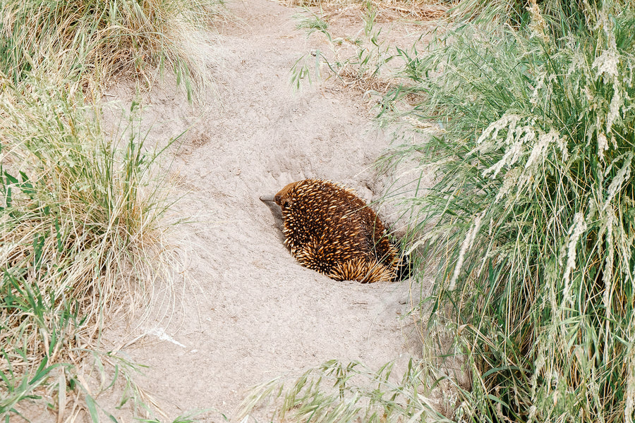 Echidna digging in sand on Hike & Seek Phillip Island day tour