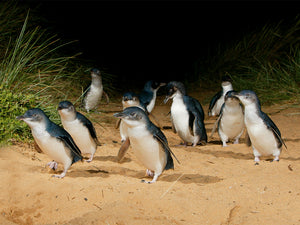 Little Penguins walk up the sand at Phillip Island Hike & Seek 
