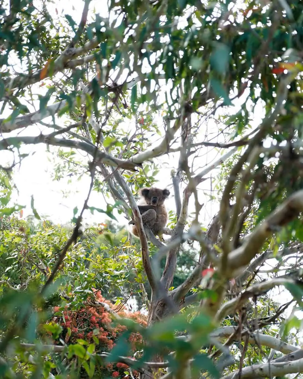 Wild koala spotted during a Hike & Seek tour