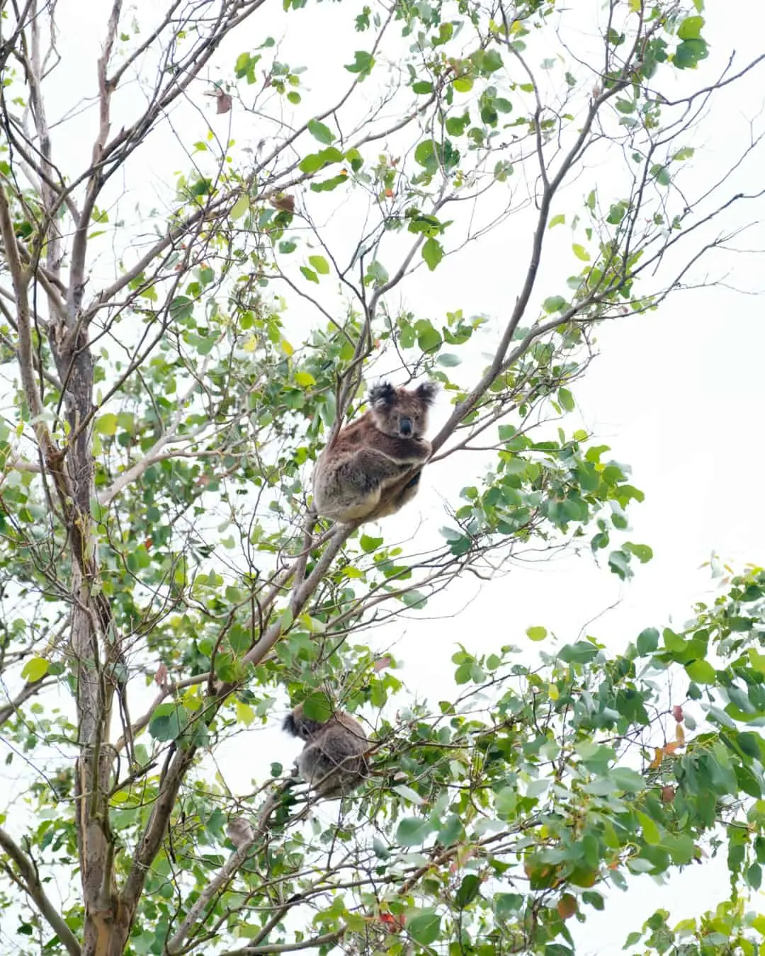 Wild koala along the Great Ocean Road