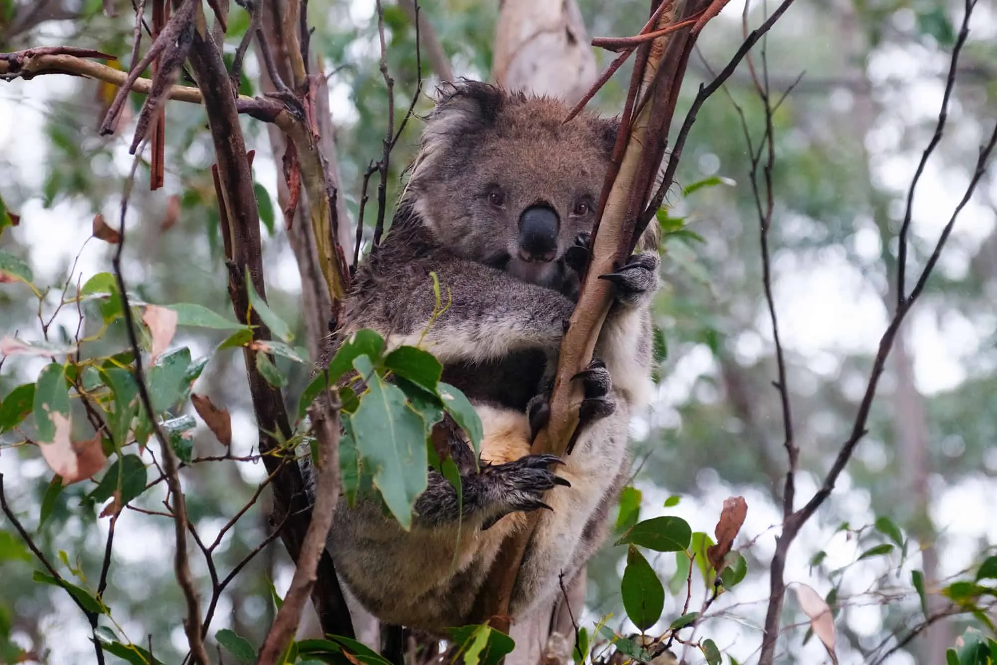Koala at Phillip Island Koala Conservation Reserve