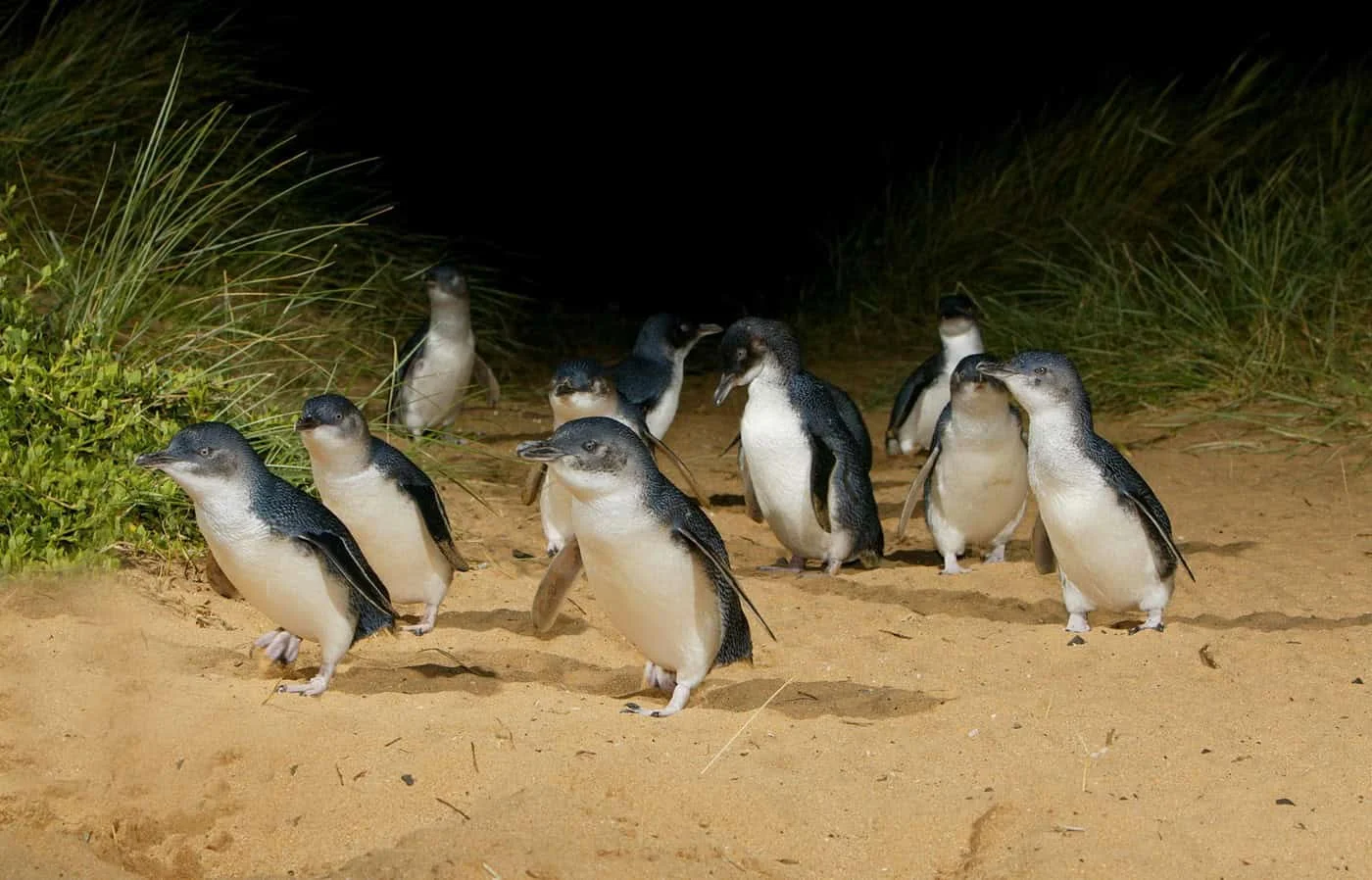 Phillip Island Penguin Parade and coastal adventure