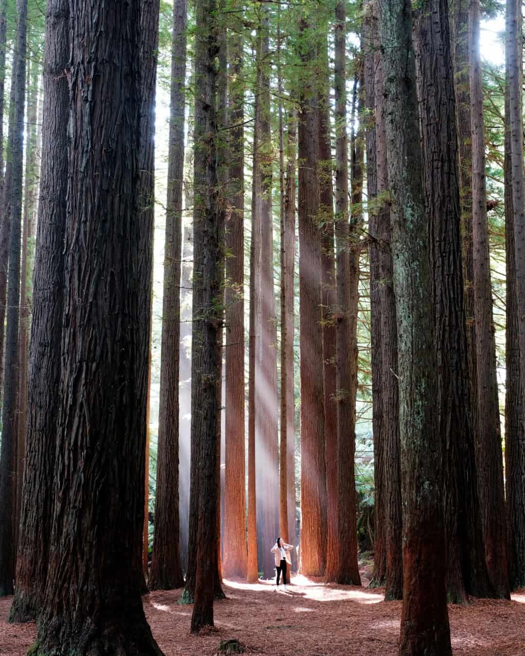 Californian Redwoods in the Otways