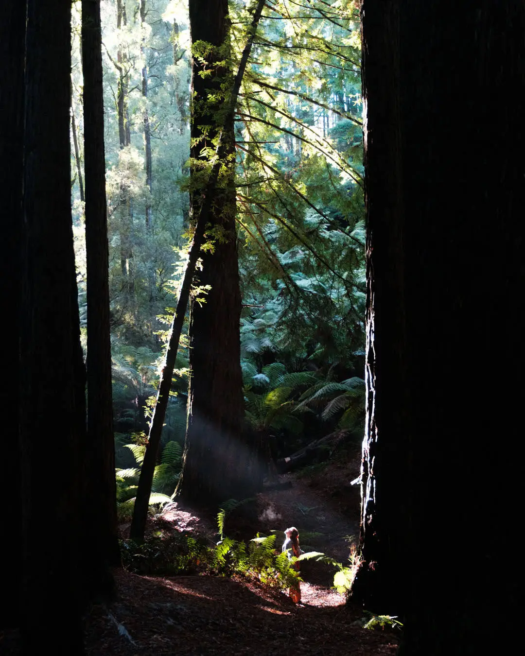 Forest in Great Otway National Park