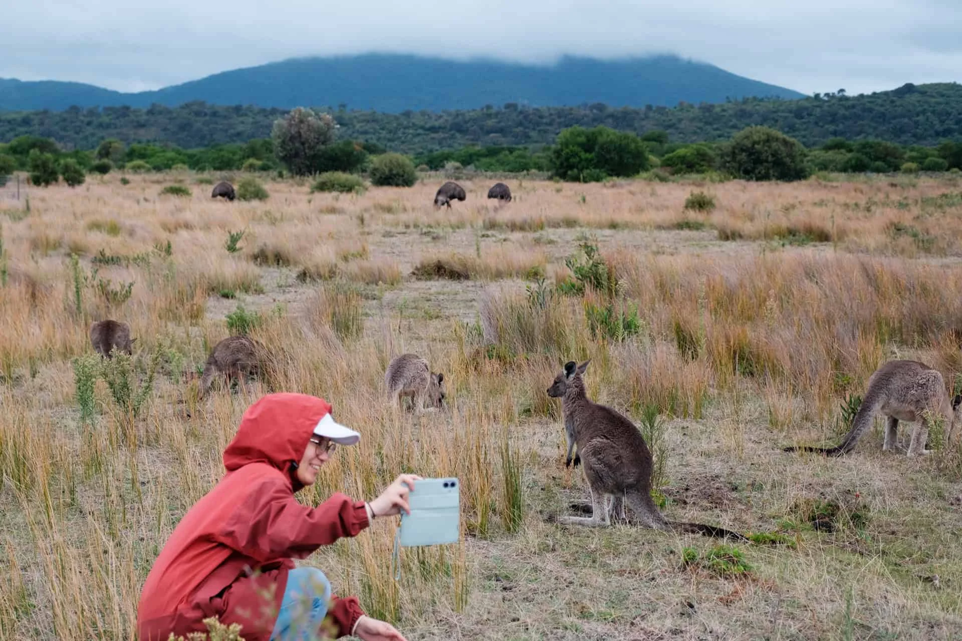 Wildlife at Wilsons Promontory National Park
