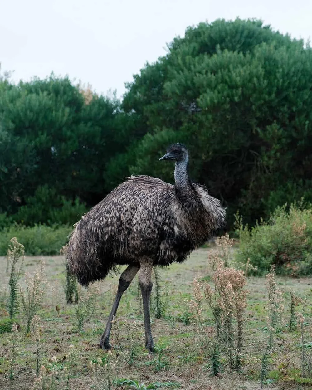 Wildlife walk at Wilsons Promontory